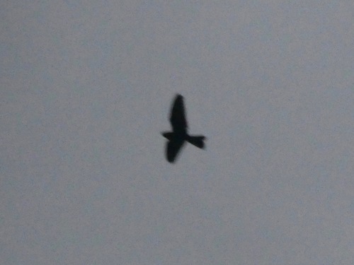Band-tailed Nighthawk (Nyctiprogne leucopyga), photo 4