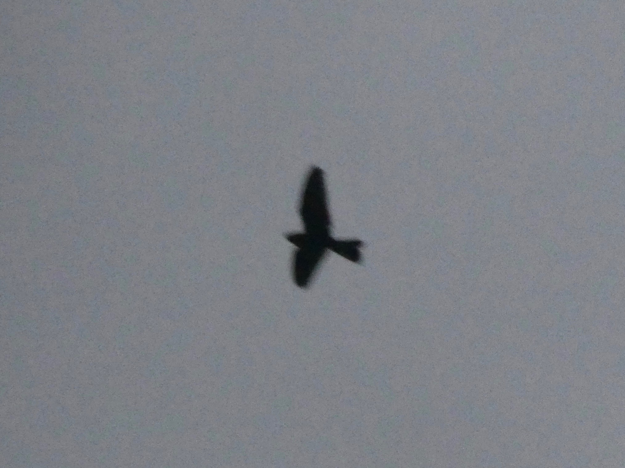 Band-tailed Nighthawk (Nyctiprogne leucopyga), photo 4