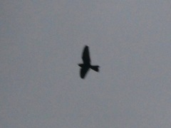 Nyctiprogne leucopyga