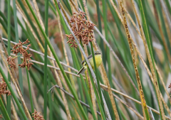 Pseudocolopteryx acutipennis
