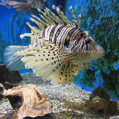 Pterois