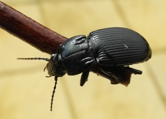 Pterostichus melas