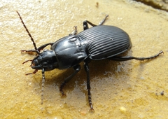 Pterostichus melas