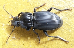 Pterostichus melas