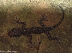 Calodactylodes illingworthorum