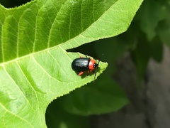 Asphaera abdominalis