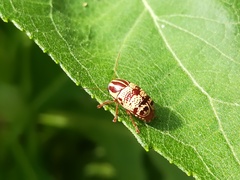 Cryptocephalus duryi