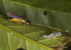 Oncometopia capricornis