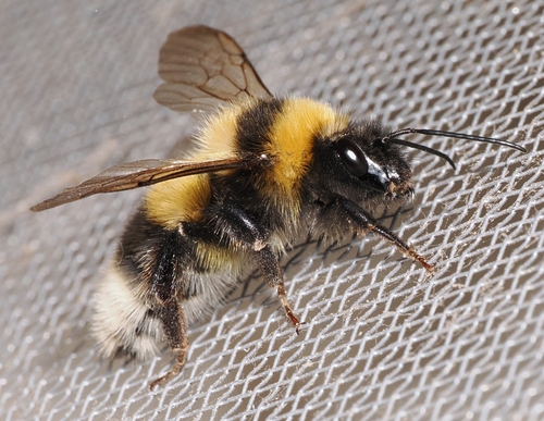 Garden bumblebee