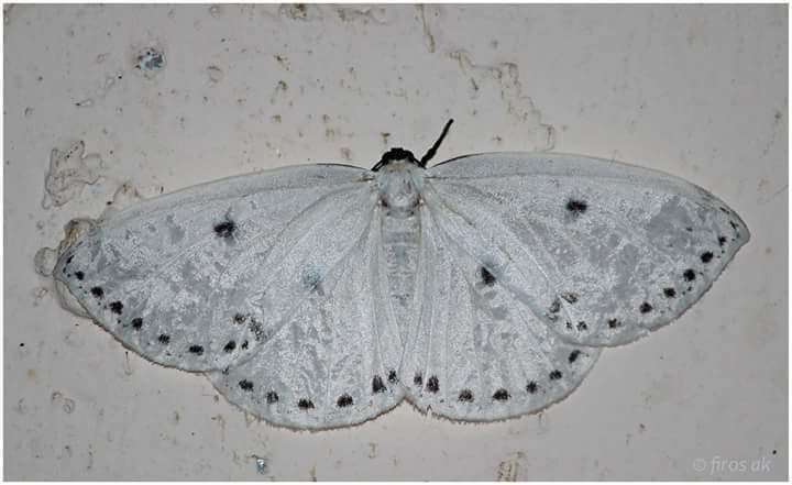 Cyclidia dictyaria
