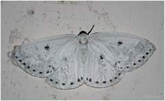 Cyclidia dictyaria