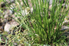 Cyperus elegans