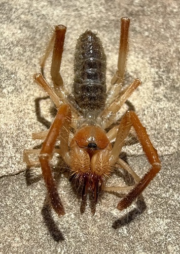 Eremobates palpisetulosus
