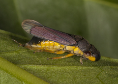 Oncometopia capricornis