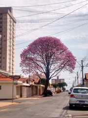 Bignoniaceae
