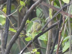 Todirostrum maculatum