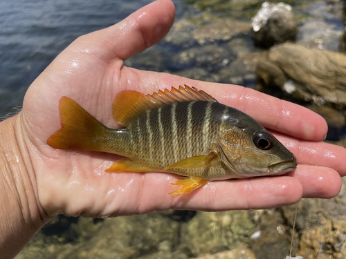 Schoolmaster Snapper