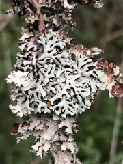 Hypogymnia incurvoides