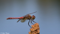 Sympetrum semicinctum