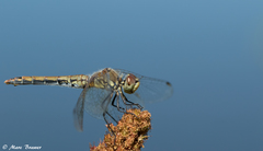 Sympetrum semicinctum