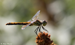 Sympetrum semicinctum