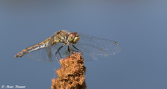 Sympetrum semicinctum