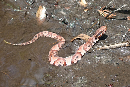 Florida × Northern Cottonmouth