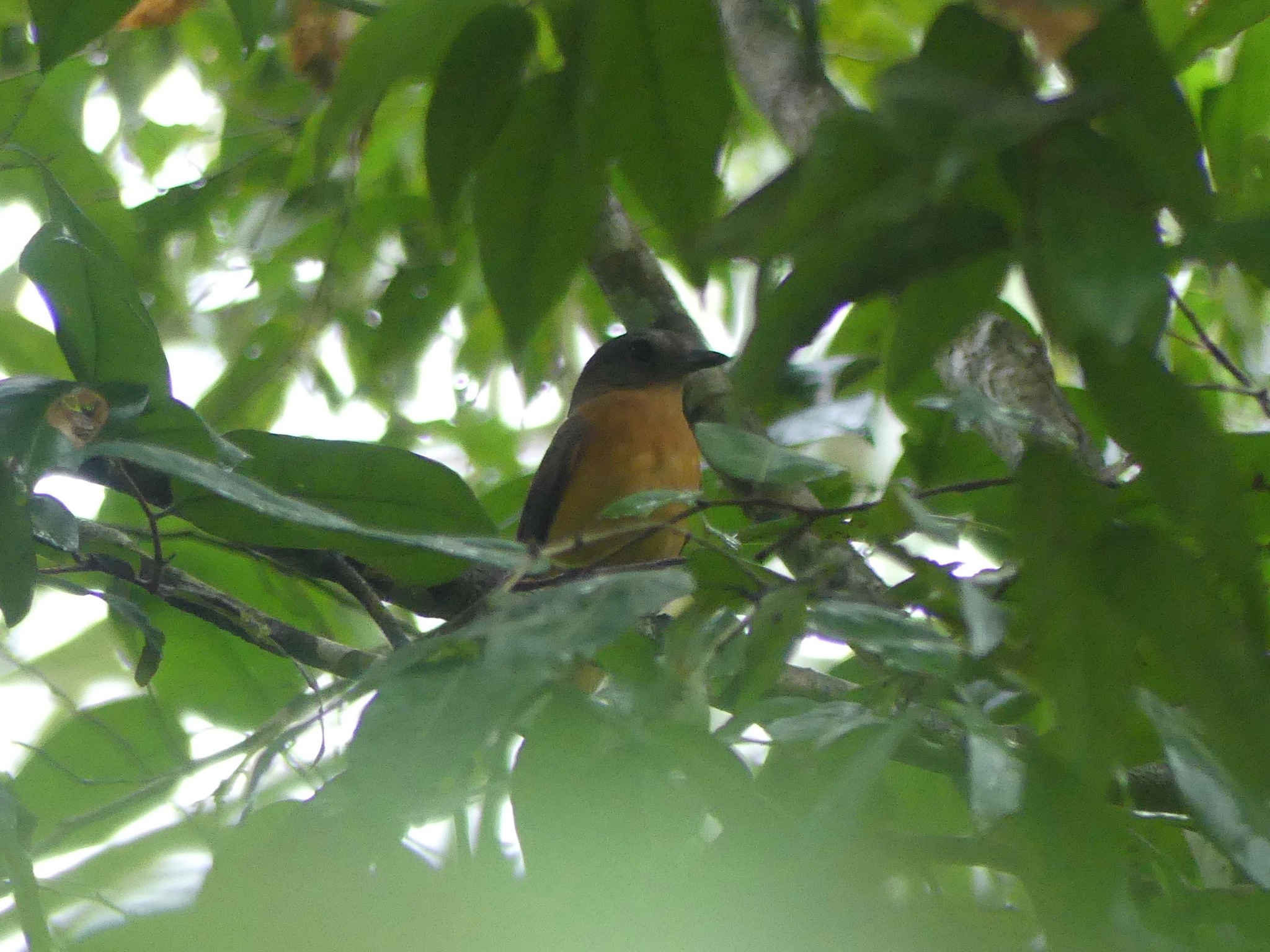 Varzea Schiffornis (Schiffornis major), photo 2