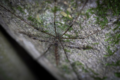 Austrolimnophila argus