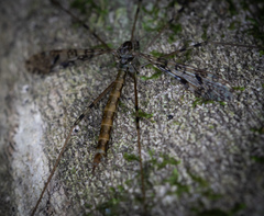 Austrolimnophila argus