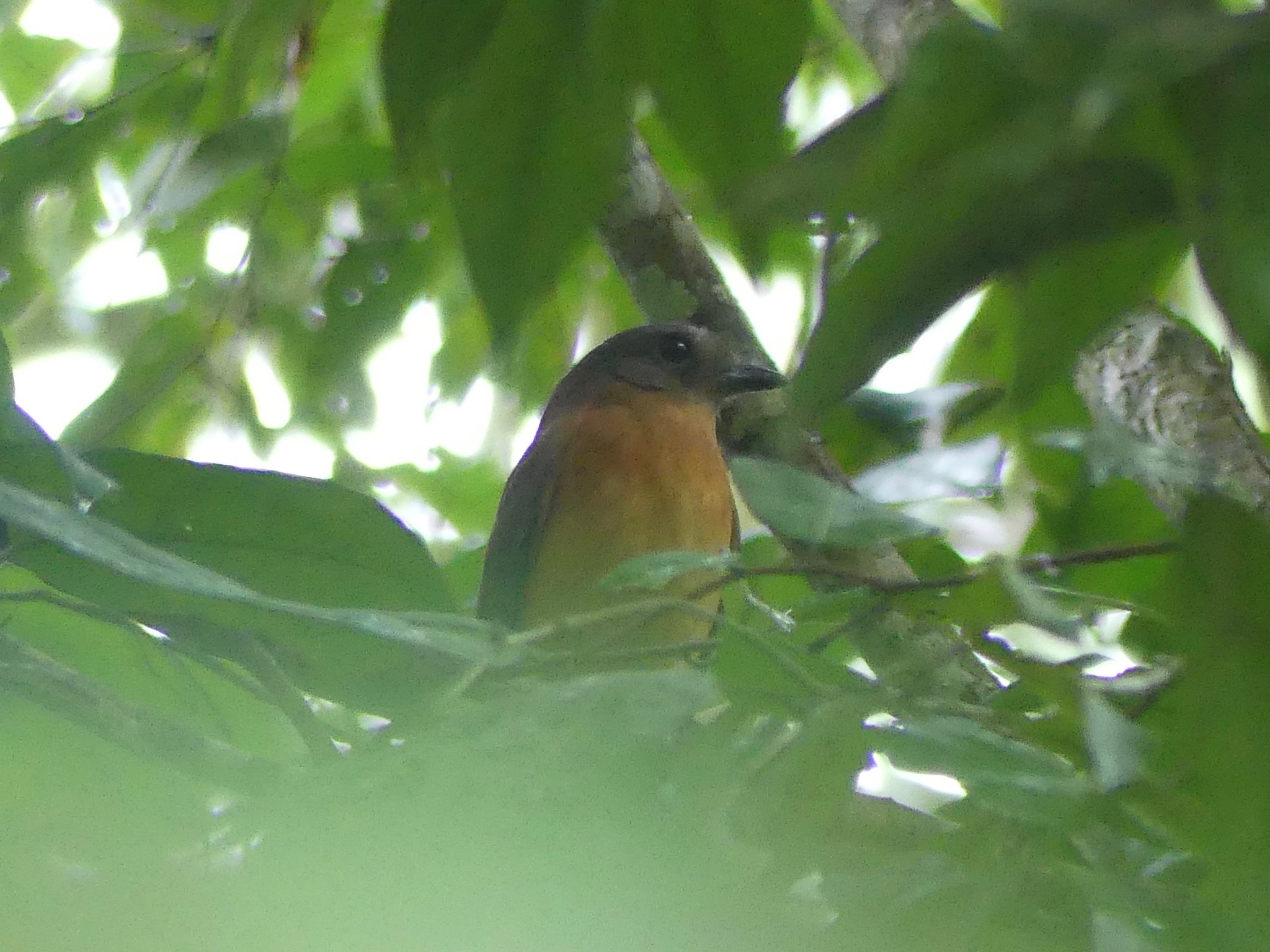 Varzea Schiffornis (Schiffornis major), photo 1
