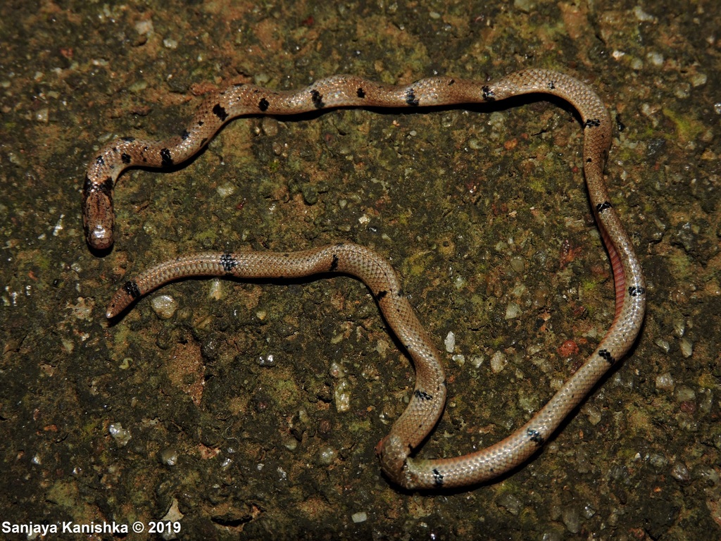 Blood-Bellied Coralsnake