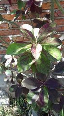Euphorbia grantii