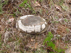 Kinosternon hirtipes murrayi