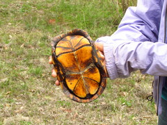 Kinosternon hirtipes murrayi