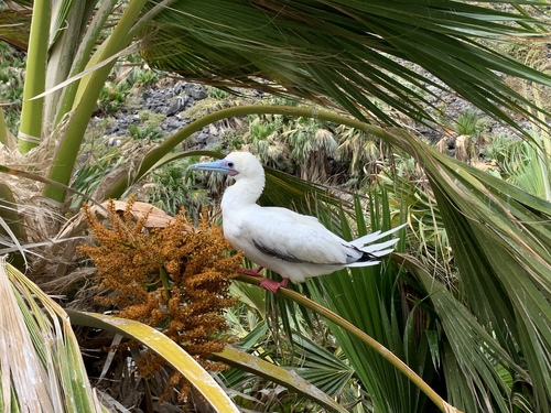 Sula observed 2019-09-20