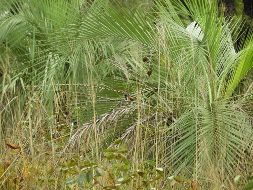 Butia paraguayensis, photograph 1