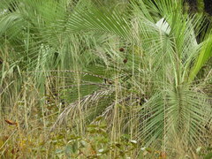 Butia paraguayensis, photograph (c) Pablo H Capovilla, some rights reserved (CC BY)