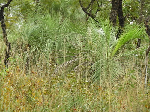 Butia paraguayensis
