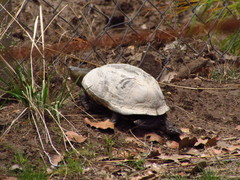 Kinosternon hirtipes murrayi
