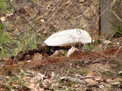 Kinosternon hirtipes murrayi