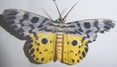 Dysphania malayanus