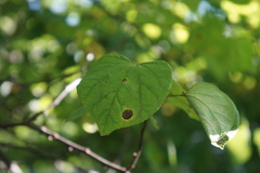 Pseudocercospora