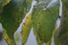 Septoria