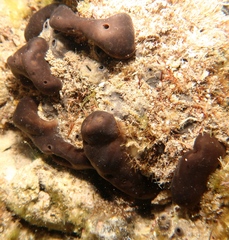 Hippospongia