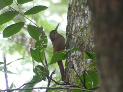 Dendrocolaptes certhia