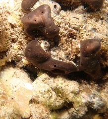 Hippospongia