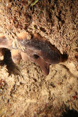 Hippospongia