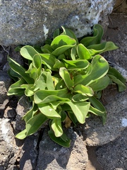 Schiedea verticillata