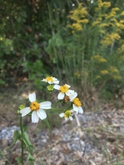 Bidens alba